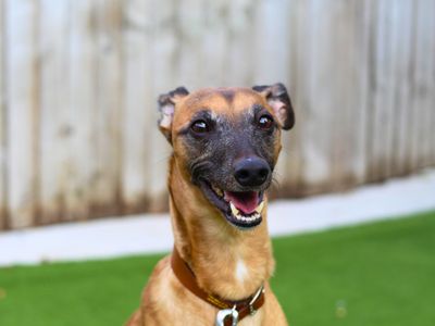 Bruno | Whippet Cross | Manchester - 1