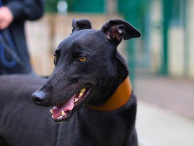 Jaq | Greyhound | Manchester - 5