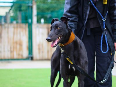 Jaq | Greyhound | Manchester - 3