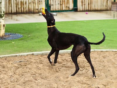 Princess | Greyhound | Manchester - 2