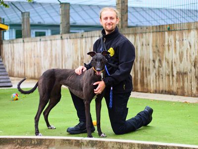 Princess | Greyhound | Manchester - 3