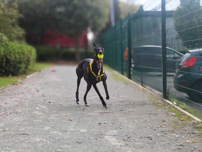 Princess | Greyhound | Manchester - 4