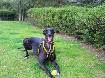 Princess, a 4 years old female Greyhound available for adoption from Dogs Trust in Manchester