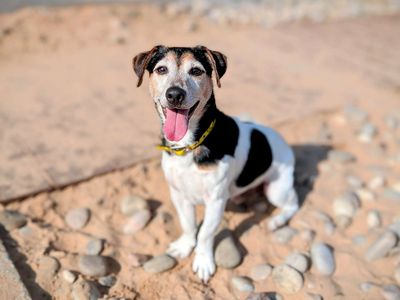 Thomas | Terrier (Jack Russell) Cross | Cardiff - 3