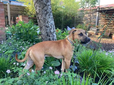 Scooby | Terrier (Staffordshire Bull) Cross | Manchester - 3