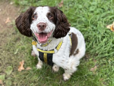 Belle | Spaniel (English Springer) Cross | Snetterton (Norfolk) - 3