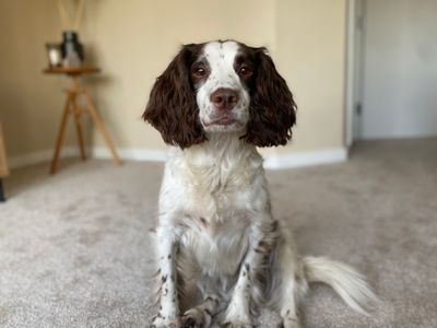 Belle | Spaniel (English Springer) Cross | Snetterton (Norfolk) - 5