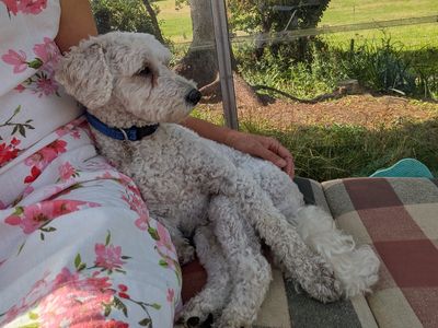 Pegasaurus-Rex (Rex) | Poodle (Toy) Cross | Snetterton (Norfolk) - 3