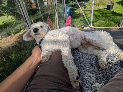 Pegasaurus-Rex (Rex) | Poodle (Toy) Cross | Snetterton (Norfolk) - 2