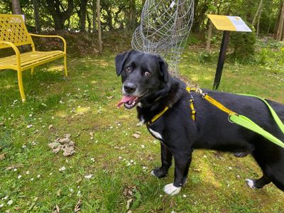 Max | Retriever (Labrador) Cross | West Calder (Edinburgh) - 1