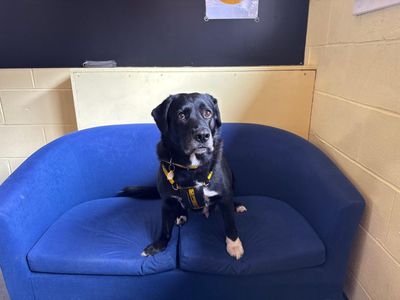 Max | Retriever (Labrador) Cross | West Calder (Edinburgh) - 3