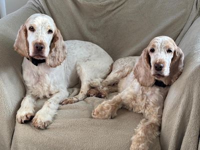 Dog | Spaniel (Cocker) | Loughborough - 2