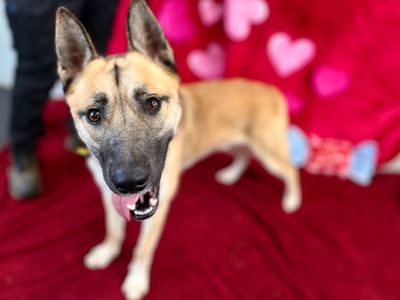 Ace, a 2 years old male Belgian Shepherd available for adoption from Dogs Trust in Snetterton, Norfolk