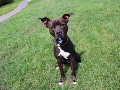 Loki | Terrier (Staffordshire Bull) | Darlington - 1