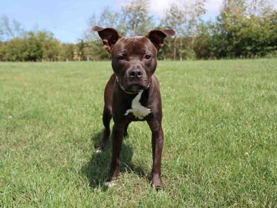 Loki | Terrier (Staffordshire Bull) | Darlington - 3