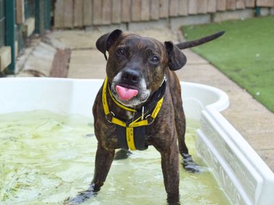 Dandy | Terrier (Staffordshire Bull) Cross | Harefield West London - 3