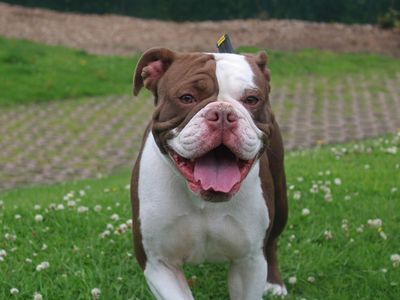 Nova | Bulldog | Merseyside (Liverpool) - 2