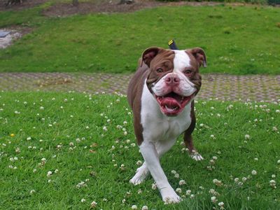 Nova | Bulldog | Merseyside (Liverpool) - 3