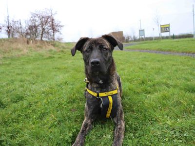 Paisley, a 1 year old female Belgian Shepherd available for adoption from Dogs Trust in County Durham
