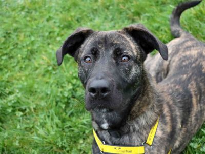 Paisley | Terrier (Staffordshire Bull) Cross | Darlington - 3