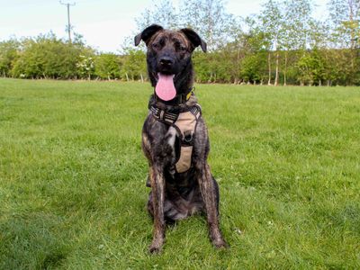 Paisley, a 1 year old female Belgian Shepherd available for adoption from Dogs Trust in County Durham