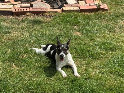 Violet | Terrier (Jack Russell) | Kenilworth (West Midlands) - 5