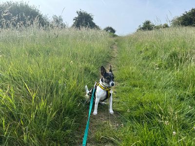 Violet | Terrier (Jack Russell) | Kenilworth (West Midlands) - 3