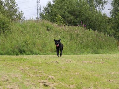 Fern | Collie (Border) Cross | Glasgow - 1