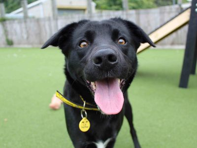 Fern | Collie (Border) Cross | Glasgow - 3