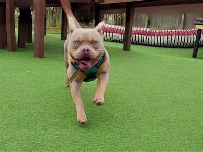 Randell | American Bully Pocket | Salisbury (Wiltshire) - 1