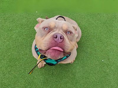 Randell | American Bully Pocket | Salisbury (Wiltshire) - 3