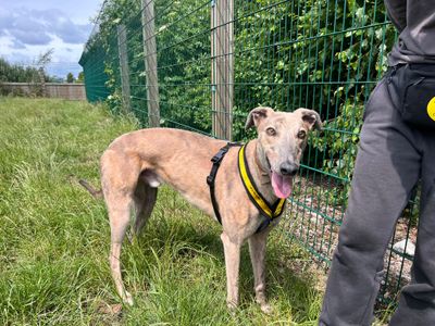 Pencil | Greyhound | Cardiff - 1