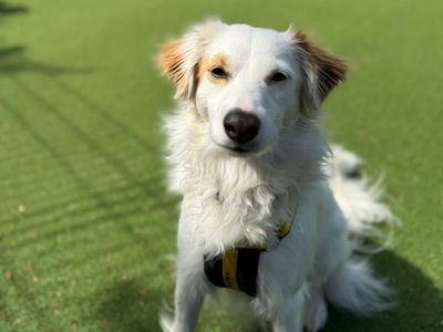 Kiki & Dotty | Terrier (Jack Russell) Cross | Shrewsbury (Shropshire) - 2
