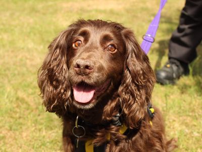 Kali | Spaniel (Cocker) | Newbury (Berkshire) - 3