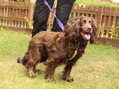 Kali | Spaniel (Cocker) | Newbury (Berkshire) - 5