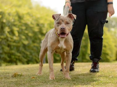 Kinsley | Terrier (Staffordshire Bull) Cross | Kenilworth (West Midlands) - 3