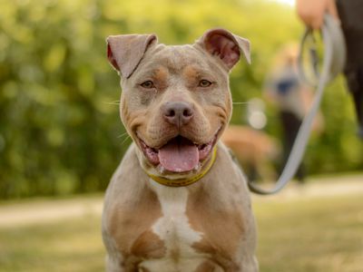 Kinsley | Terrier (Staffordshire Bull) Cross | Kenilworth (West Midlands) - 2