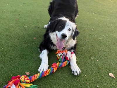 Jack | Collie (Border) | Shrewsbury (Shropshire) - 3