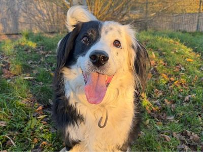 Jack | Collie (Border) | Shrewsbury (Shropshire) - 5