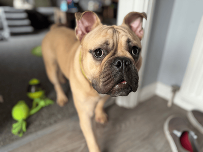 Remi | American Bully Pocket Cross | Dundee rehoming - 3