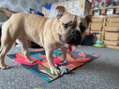 Remi | American Bully Pocket Cross | Dundee rehoming - 5