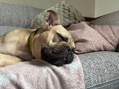 Remi | Bulldog Cross | West Calder (Edinburgh) - 5