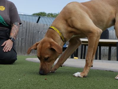 Albie | Retriever (Labrador) Cross | Evesham (Worcestershire) - 5