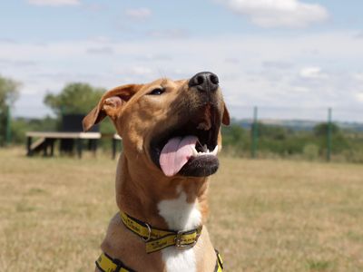 Albie | Retriever (Labrador) Cross | Evesham (Worcestershire) - 5