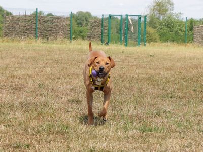 Albie | Retriever (Labrador) Cross | Evesham (Worcestershire) - 3