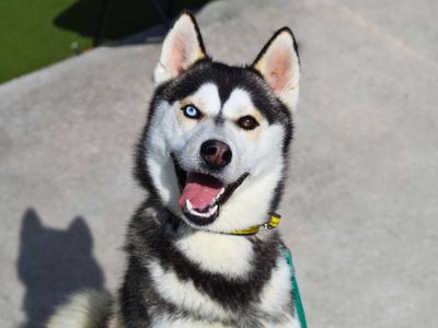Huey | Siberian Husky | Manchester - 3