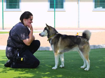 Huey | Siberian Husky | Manchester - 2