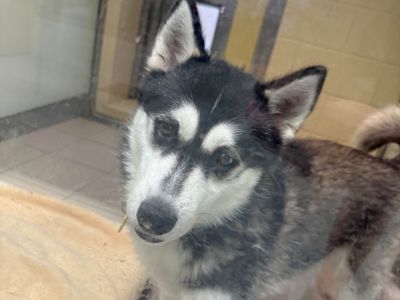 Louie | Siberian Husky | Basildon (Essex) - 3