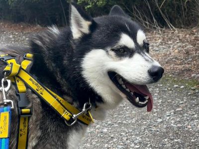Louie | Siberian Husky | Basildon (Essex) - 5