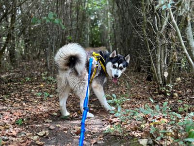 Louie | Siberian Husky | Basildon (Essex) - 3
